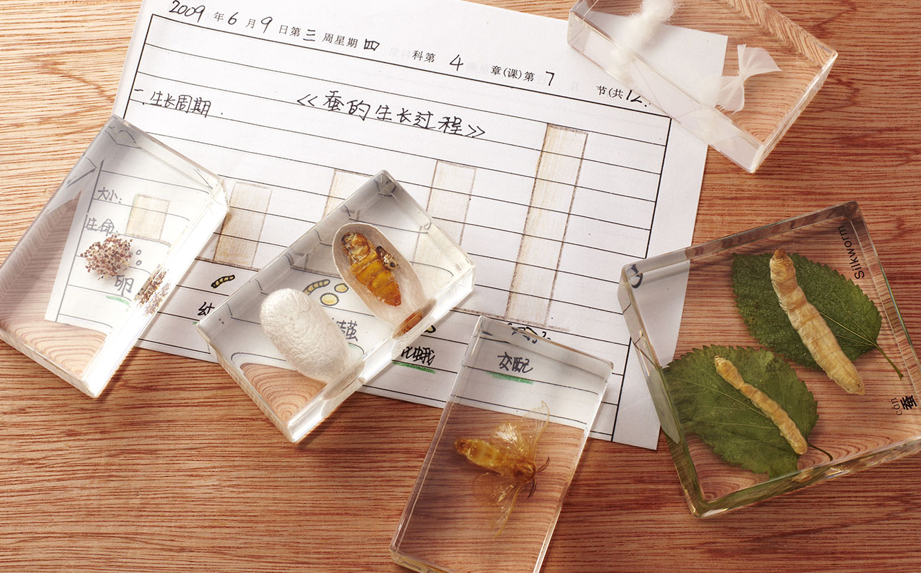 千帆标本