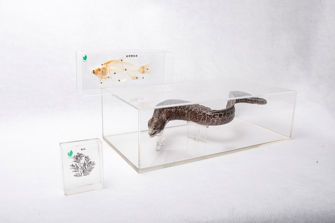 New Model Specimen