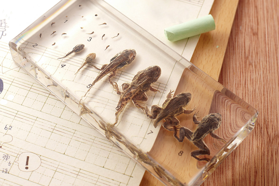 Teaching Specimen